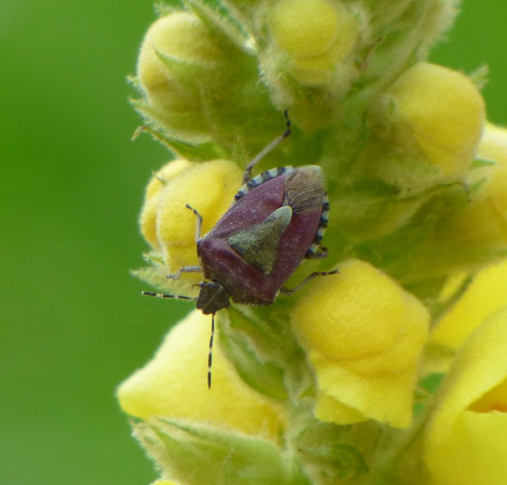 Pentatomidae: Dolycoris baccarum